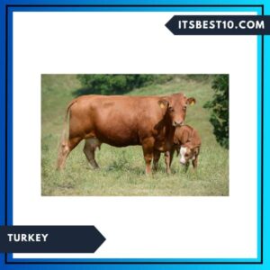 Turkey